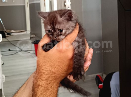 Scottish Fold Ve British Kediler Sahiplendirilecektir görsel