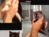 Scottish Fold Ve British Kediler Sahiplendirilecektir