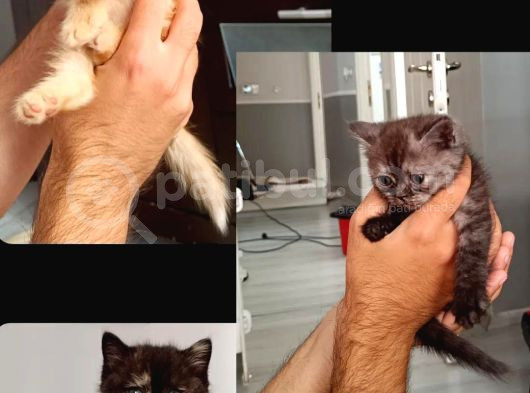 Scottish Fold Ve British Kediler Sahiplendirilecektir görsel