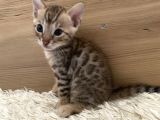 Safkan Bengal Yavruları