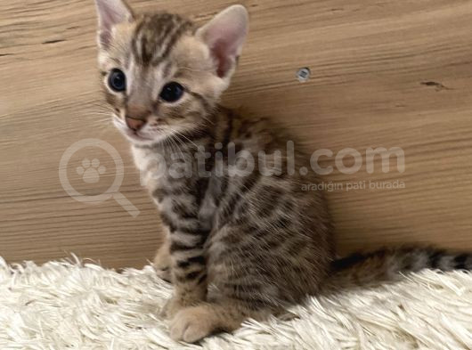 Safkan Bengal Yavruları görsel