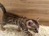 Safkan Bengal Yavruları