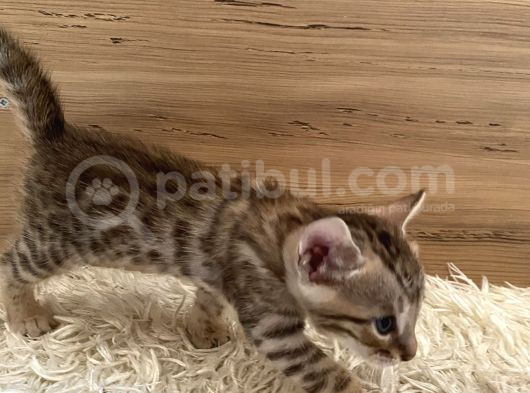 Safkan Bengal Yavruları görsel