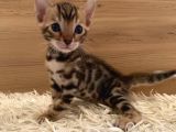 Safkan Bengal Yavruları