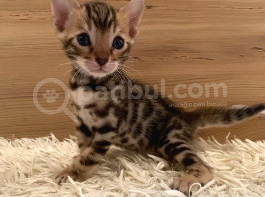 Safkan Bengal Yavruları görsel