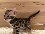 Safkan Bengal Yavruları