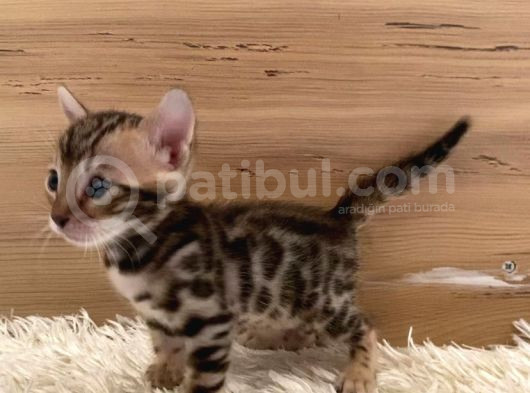 Safkan Bengal Yavruları görsel