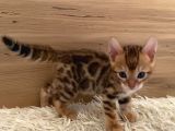Safkan Bengal Yavruları