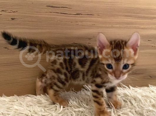 Safkan Bengal Yavruları görsel