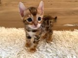 Safkan bengal yavruları