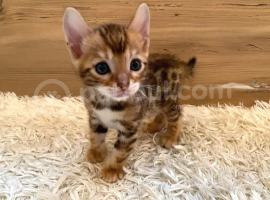 Safkan Bengal Yavruları
