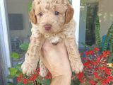 Çok uygun fiyata maltipoo