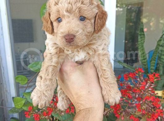 Çok Uygun Fiyata Maltipoo