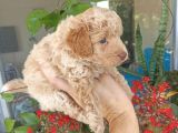 Çok Uygun Fiyata Maltipoo