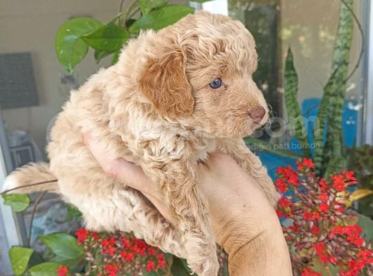 Çok Uygun Fiyata Maltipoo görsel