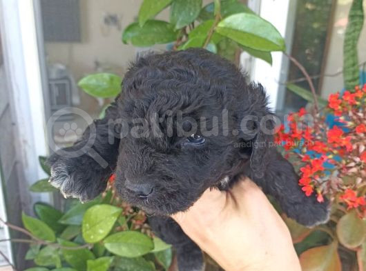 Çok Uygun Fiyata Maltipoo görsel