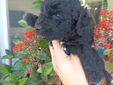 Çok Uygun Fiyata Maltipoo