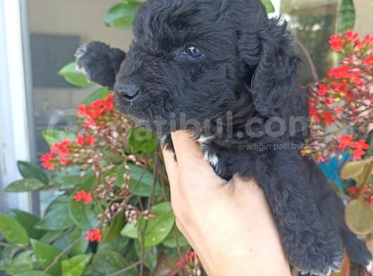 Çok Uygun Fiyata Maltipoo görsel