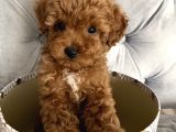 Gülen Yüz Toy Poodle Yavrulari