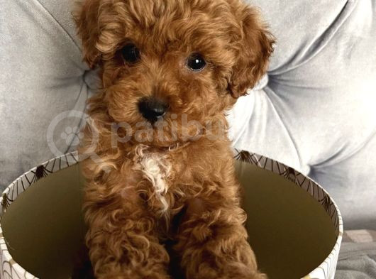 Gülen Yüz Toy Poodle Yavrulari görsel