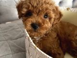 Gülen Yüz Toy Poodle Yavrulari