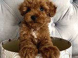 GÜLEN YÜZ TOY POODLE YAVRULARI