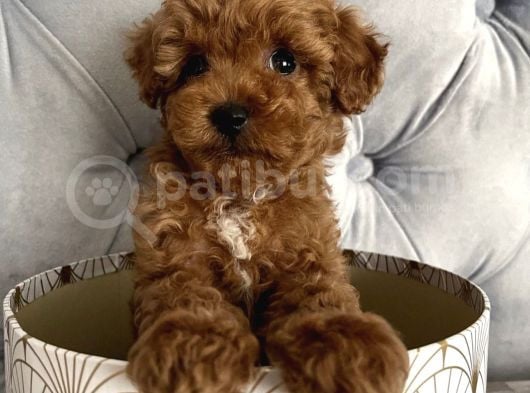 Gülen Yüz Toy Poodle Yavrulari
