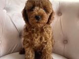 ÖZEL TOY POODLE SEVENLERE