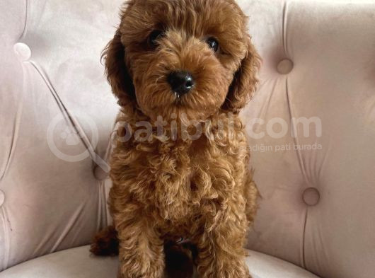 Özel Toy Poodle Sevenlere