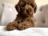 Özel Toy Poodle Sevenlere