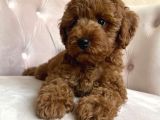 Özel Red Brown Toy Poodle