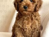 ÖZEL RED BROWN TOY POODLE