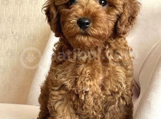 Özel Red Brown Toy Poodle