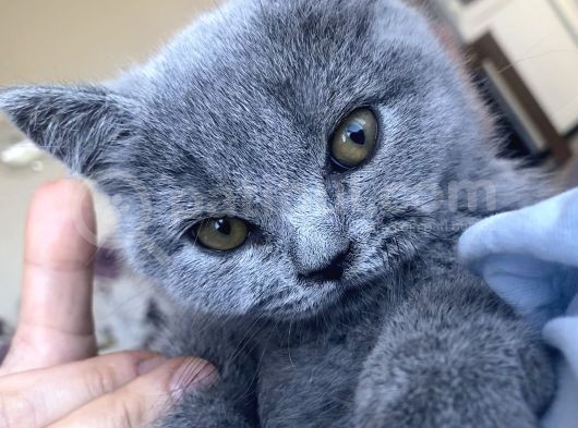 2 Aylık Gri Oyuncu Yavru Kedi görsel
