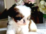 Erkek Ve Dişi Her Renk Shihtzu Yavrular