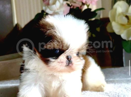 Erkek Ve Dişi Her Renk Shihtzu Yavrular görsel