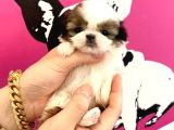 Erkek Ve Dişi Her Renk Shihtzu Yavrular