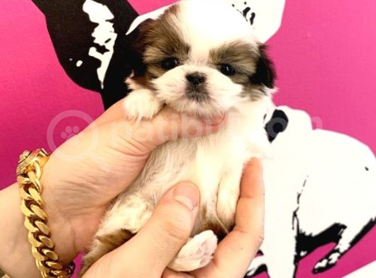 Erkek Ve Dişi Her Renk Shihtzu Yavrular görsel