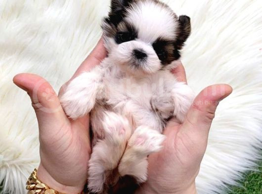 Erkek Ve Dişi Her Renk Shihtzu Yavrular