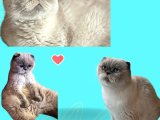 Ömürlük Aile Arayan Sevgi Dolu Mini British Shorthair