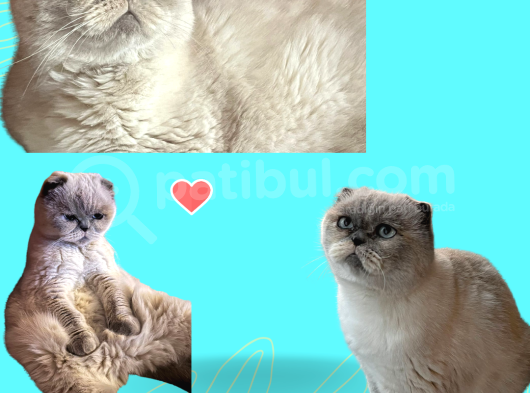 Ömürlük Aile Arayan Sevgi Dolu Mini British Shorthair görsel