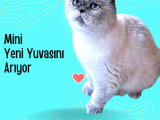 Ömürlük Aile Arayan Sevgi Dolu Mini British Shorthair