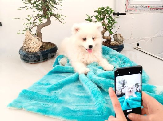 Ayi̇ Yavrusu Bembeyaz Samoyed A Kali̇te Irk görsel