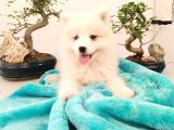 AYİ YAVRUSU BEMBEYAZ SAMOYED A KALİTE IRK