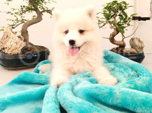 Ayi̇ Yavrusu Bembeyaz Samoyed A Kali̇te Irk