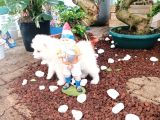 Ayi̇ Yavrusu Bembeyaz Samoyed A Kali̇te Irk