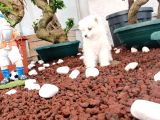 Ayi̇ Yavrusu Bembeyaz Samoyed A Kali̇te Irk