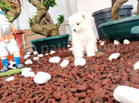 Ayi̇ Yavrusu Bembeyaz Samoyed A Kali̇te Irk görsel