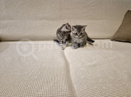 Bri̇ti̇sh Shorthai̇r Yavrularim Yeni̇ Yuvalarini Ariyor görsel