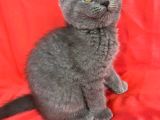 Britishshorthair Scottishfold